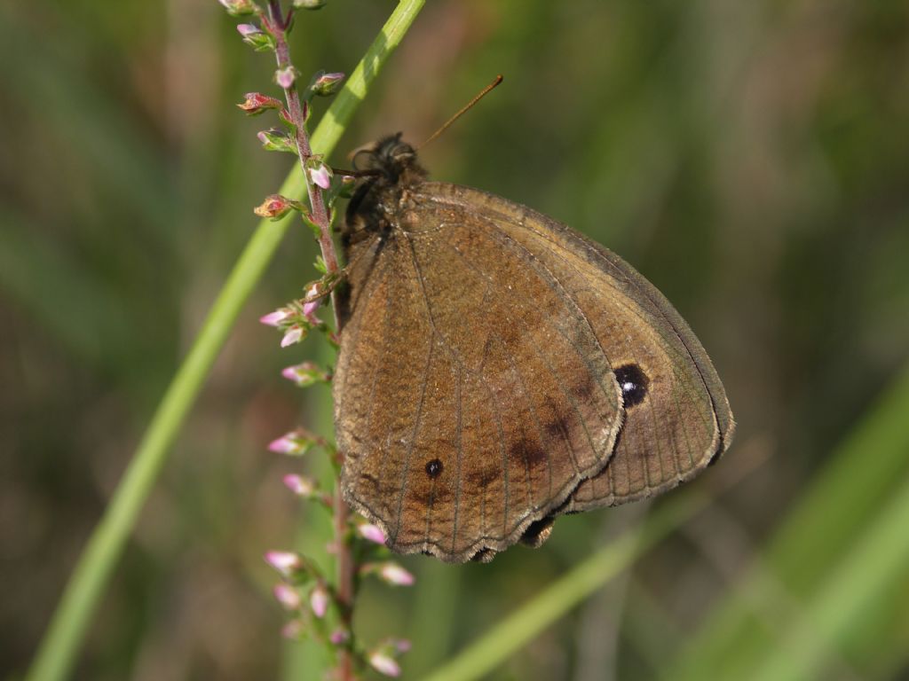 Erebia ligea e  Minois dryas, Nymphalidae